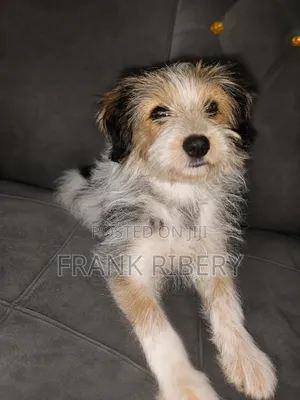 Female Mixed Breed Maltese Puppy, 3-6 Months