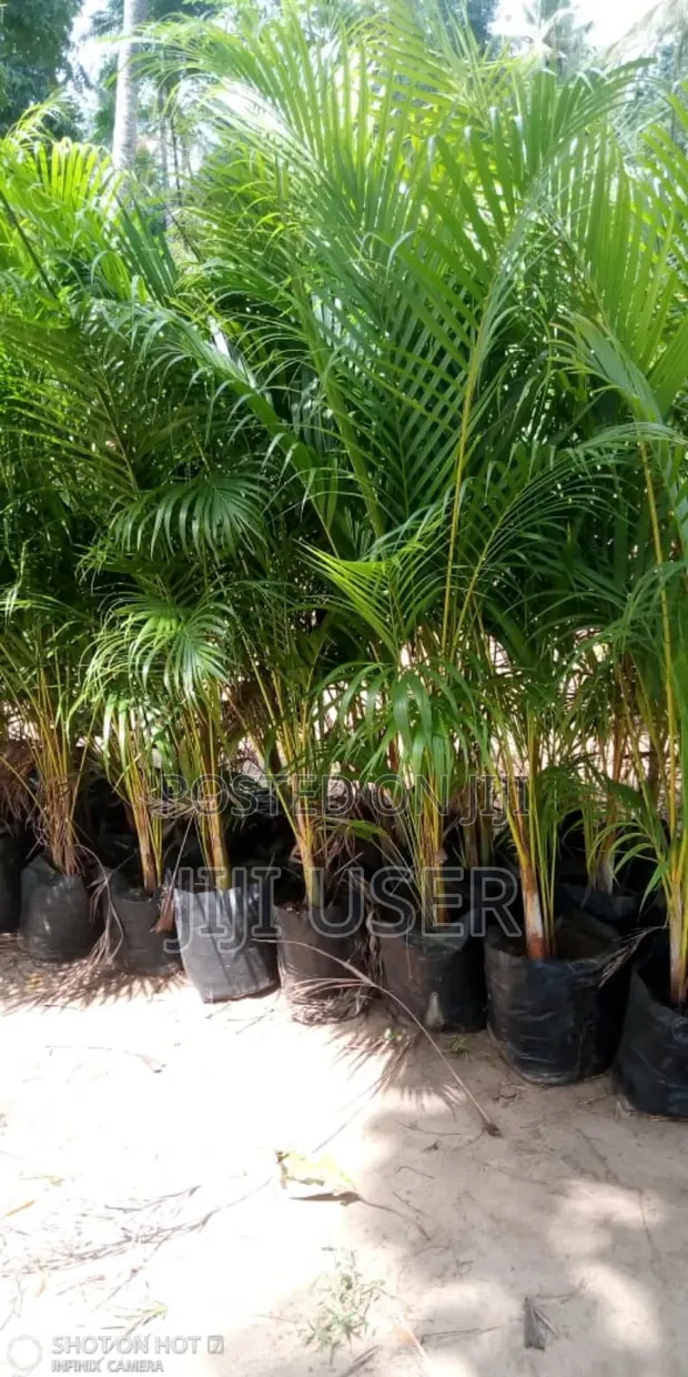 Small Golden Palm - 1