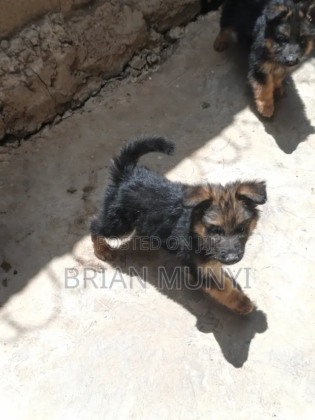 Vifaranga wa German Shepherd Safi (Miezi 1-3) - 1