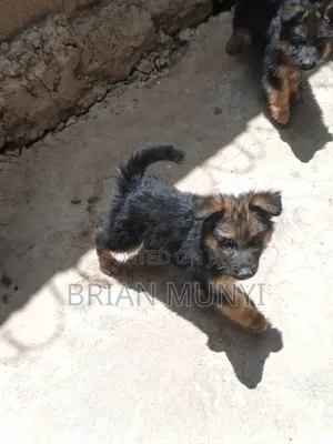 Vifaranga wa German Shepherd Safi (Miezi 1-3)