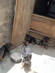 Vifaranga wa German Shepherd Safi (Miezi 1-3) - 2