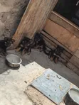 Vifaranga wa German Shepherd Safi (Miezi 1-3) - 3