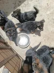 Vifaranga wa German Shepherd Safi (Miezi 1-3) - 5