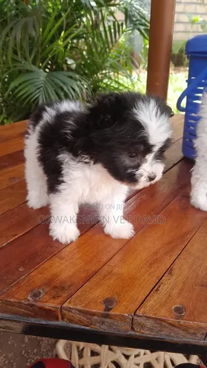 Purebred Havanese Puppy - 1-3 Months Male