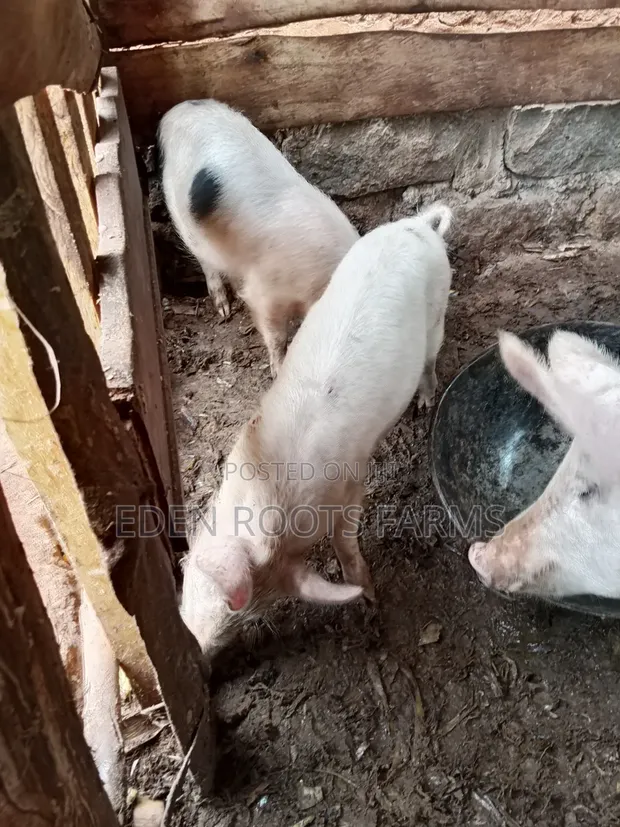 Nguruwe kwa Mauzo - Gatundu North - 1
