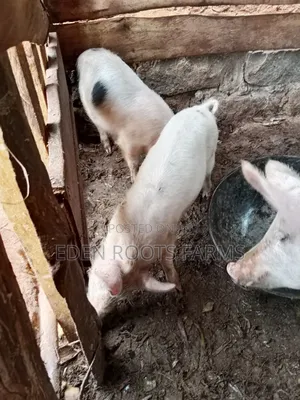 Nguruwe kwa Mauzo - Gatundu North