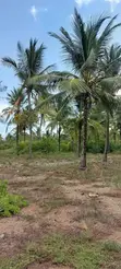 Eneo la Eka 1, Malindi Ngomeni Coco Beach - 2