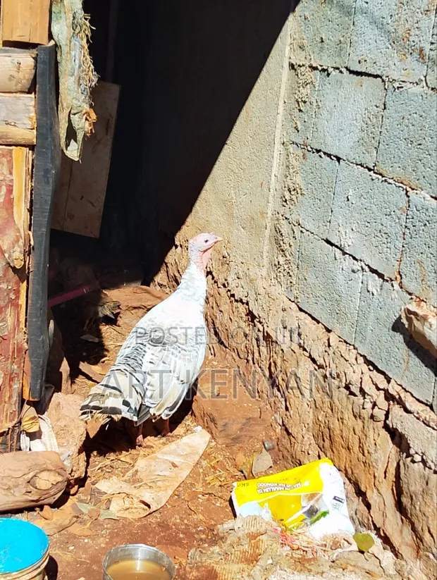 Mature Turkey - 1