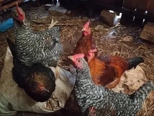 Kuku Karibu Kupevuka