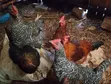 Almost Mature Chickens - 1