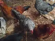 Almost Mature Chickens - 2