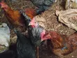 Almost Mature Chickens - 3