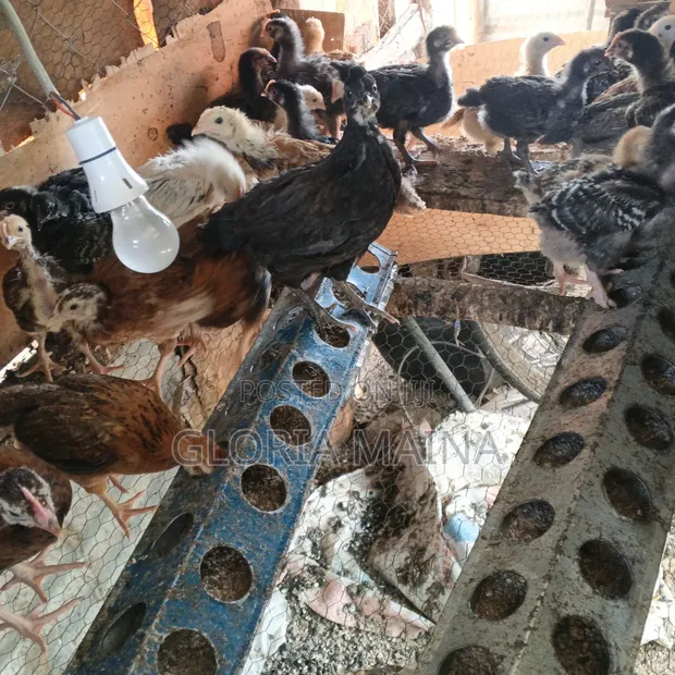 One Month Old Sasso and Kienyeji Chicks - 1