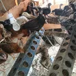 One Month Old Sasso and Kienyeji Chicks - 1