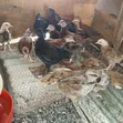 One Month Old Sasso and Kienyeji Chicks - 2