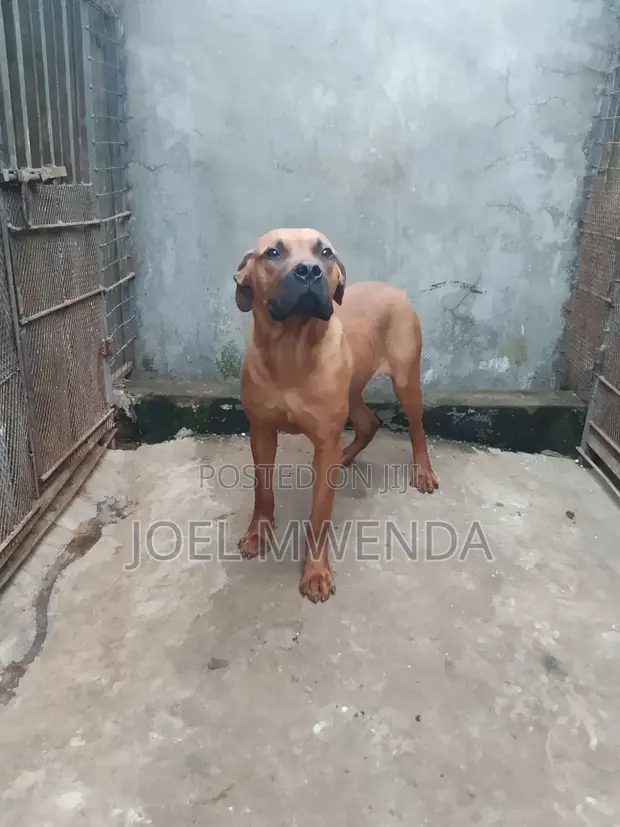 Mbwa Mzazi wa Boerboel (Miezi 6-12) - 1