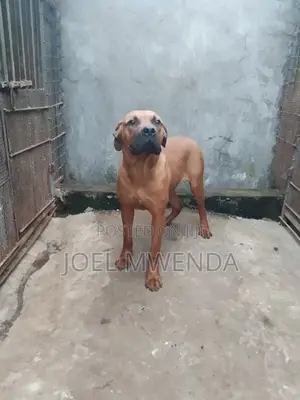 Mbwa Mzazi wa Boerboel (Miezi 6-12)