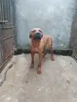 Mbwa Mzazi wa Boerboel (Miezi 6-12) - 1