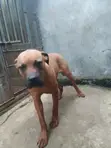 Mbwa Mzazi wa Boerboel (Miezi 6-12) - 2