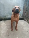 Mbwa Mzazi wa Boerboel (Miezi 6-12) - 3