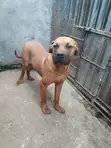 Mbwa Mzazi wa Boerboel (Miezi 6-12) - 4
