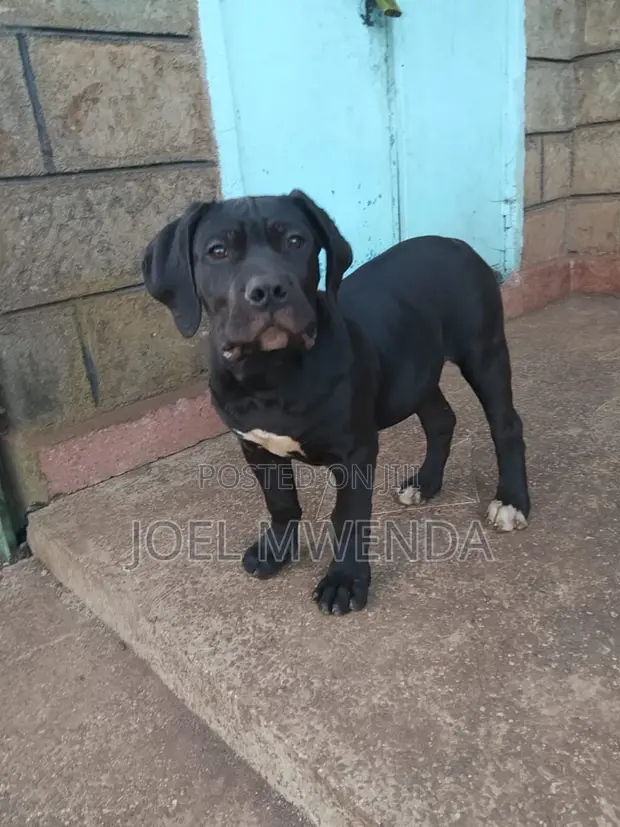 Mbwa Mzazi wa Boerboel - Kiume Mwenye Miezi 3-6 - 1