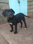 Mbwa Mzazi wa Boerboel - Kiume Mwenye Miezi 3-6 - 2