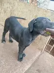 Mbwa Mzazi wa Boerboel - Kiume Mwenye Miezi 3-6 - 3