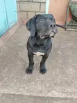 Mbwa Mzazi wa Boerboel - Kiume Mwenye Miezi 3-6 - 4