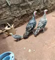 Mature Female Turkeys - 1