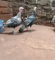 Mature Female Turkeys - 2