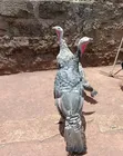 Mature Female Turkeys - 3