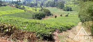 1 Acre Tea Farm Land for Sale in Gituru-Kiganjo, Gatanga