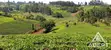 1 Acre Tea Farm Land for Sale in Gituru-Kiganjo, Gatanga - 3