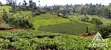 1 Acre Tea Farm Land for Sale in Gituru-Kiganjo, Gatanga - 4