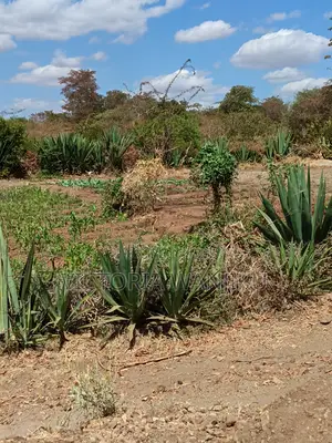 Viwanja Kaewa / Masinga 50x100