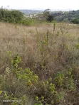 Eneo la Eka 100 Linauzwa Yatta Kiusyani - 3