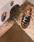 Xenon Cleaners: Huduma za Usafi na Fumigation za Kitaalamu - 3