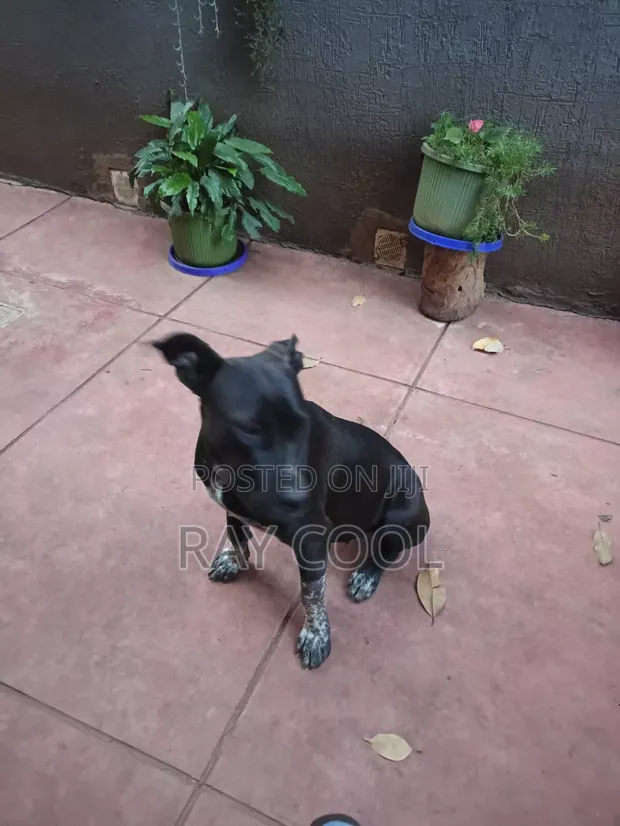 Female Mixed Breed Great Dane, 6-12 Months - 1