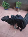 Female Mixed Breed Great Dane, 6-12 Months - 2