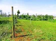 Prime Plots for Sale in Ruiru Mugutha with Lipa Pole Pole - 4
