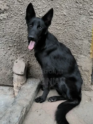 Purebred German Shepherd Puppies (6-12 Months)