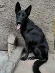 Purebred German Shepherd Puppies (6-12 Months) - 1