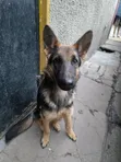 Purebred German Shepherd Puppies (6-12 Months) - 2