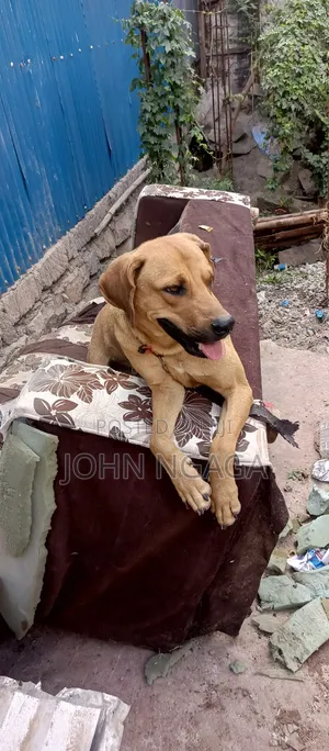 Mbwa Mzazi wa Boerboel, Miezi 6-12, Jike