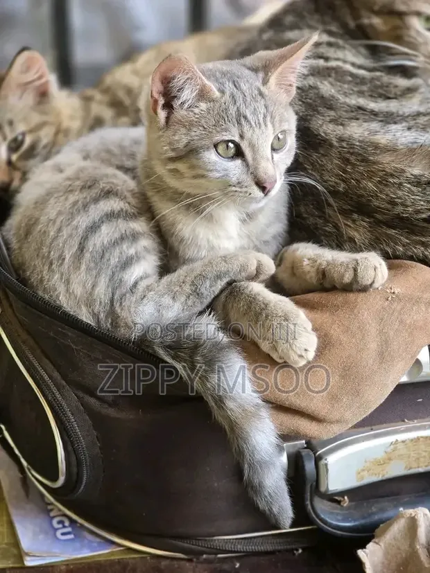 Male Russian Blue Mix Kitten, 3-6 Months - 1