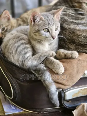 Male Russian Blue Mix Kitten, 3-6 Months