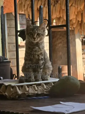 Purebred Tabby Kitten - 3-6 Months Male
