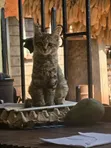 Kitten Mwenye Rangi ya Tabby - Jike, Miezi 3-6 - 1