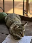 Kitten Mwenye Rangi ya Tabby - Jike, Miezi 3-6 - 2